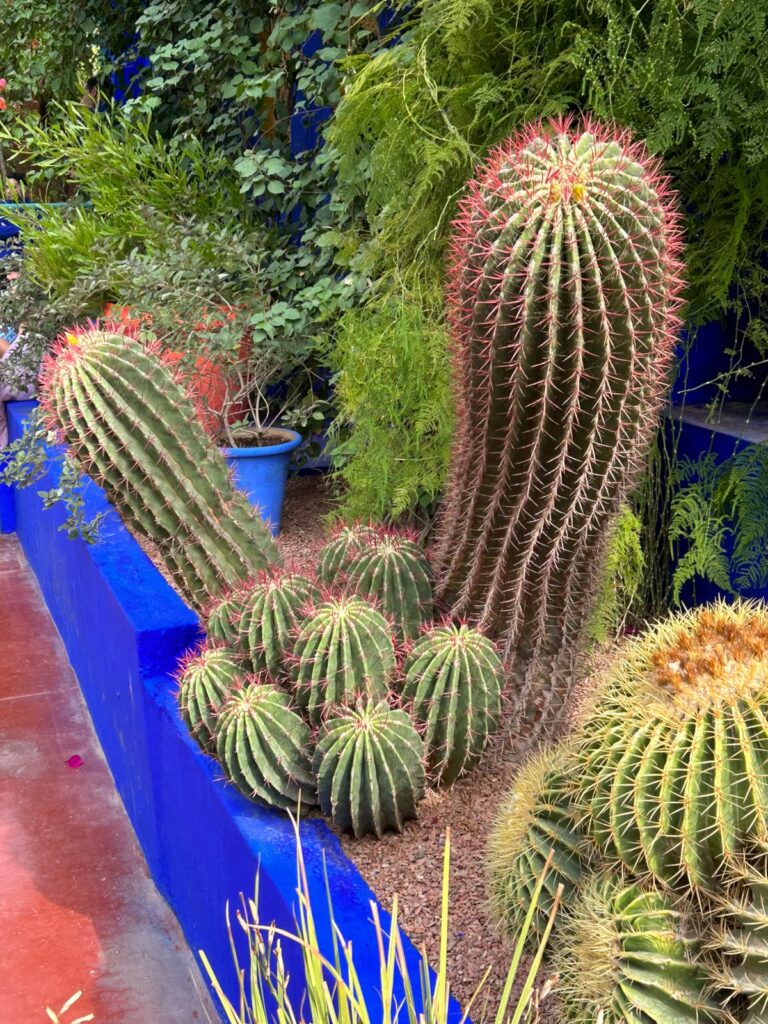 Photo of cacti in the Jardin de Majorella in , Marakesh Morocco taken by Glenda Wood from Amanartis Studio